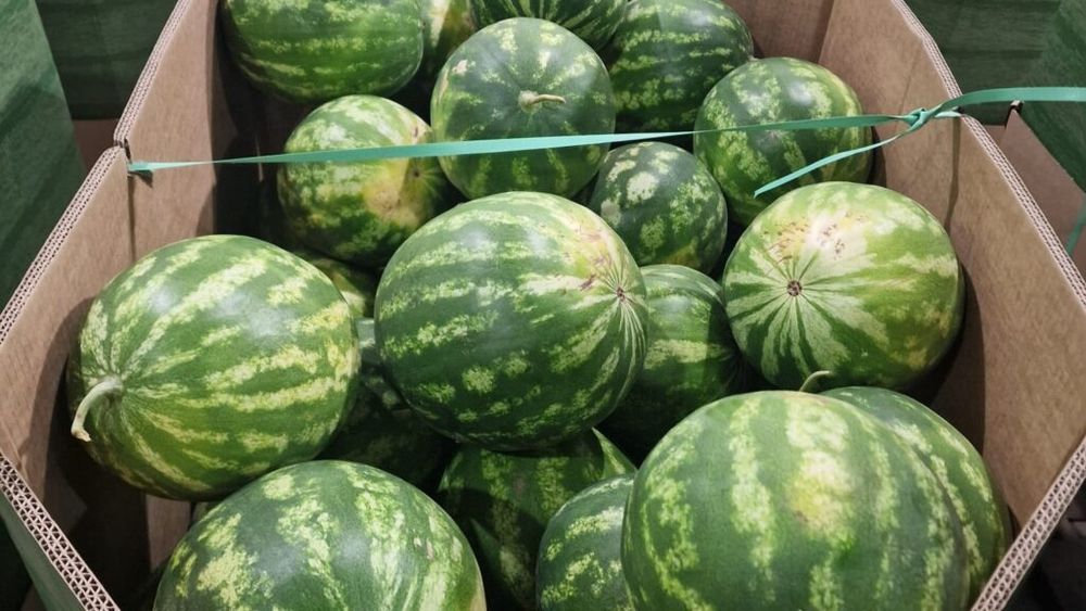 România, al cincilea cel mai mare producător de pepeni din Uniunea Europeană, a pierdut în ultimii șase ani aproximativ două treimi din producția internă, de la aproximativ 584.000 de tone în 2018 la mai puțin de 200.000 de tone în ultimii ani