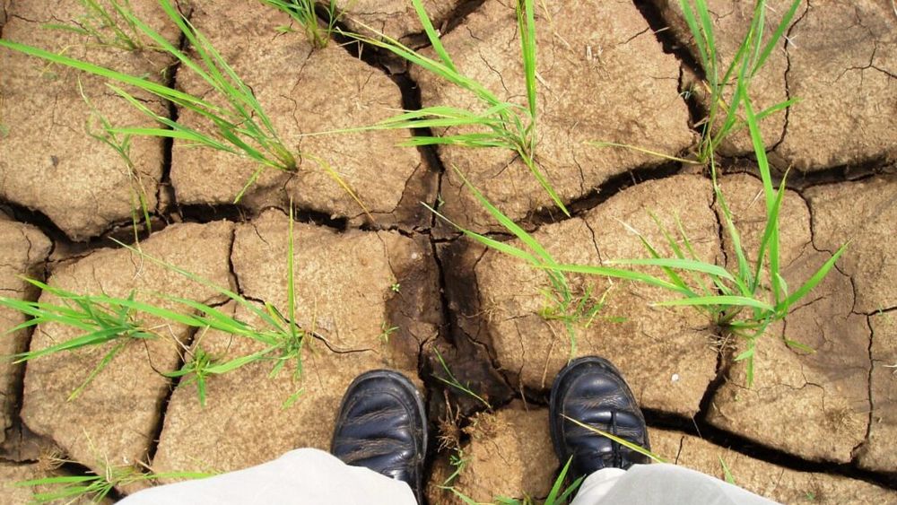 Agricultura din SUA se confruntă cu un deficit comercial în creștere / USDA prognozează exporturile agricole la 173,5 miliarde de dolari, iar importurile, la un record de 204 miliarde de dolari!