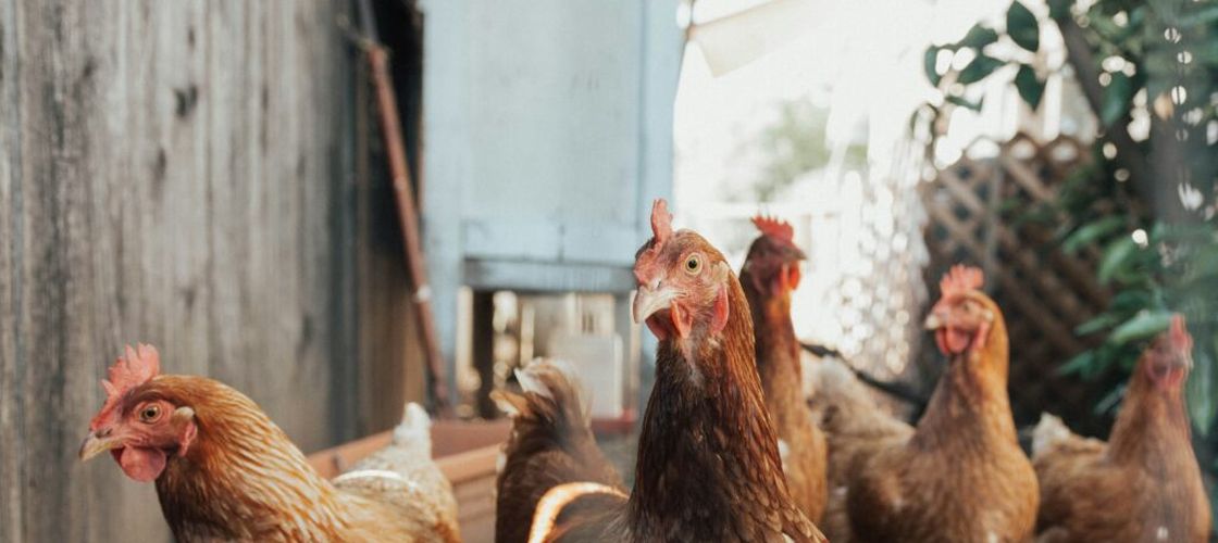 Ouăle free-range ar putea avea un impact mai mare asupra mediului decât cele de la găinile crescute în cuști. Ce a descoperit un nou studiu