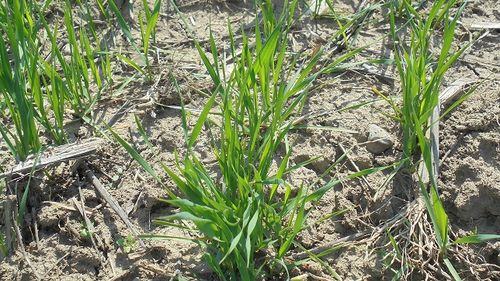 Fermierii români și banii europeni