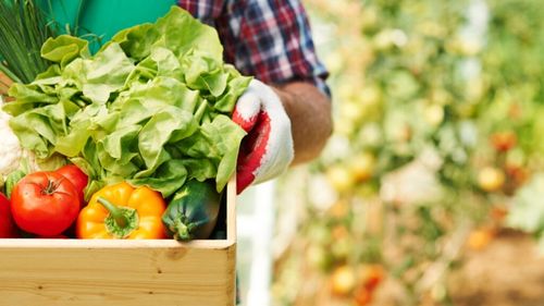 UPDATE: Ajutorul de minims pentru cutivatorii de legume, pe agenda guvernului, în ședința de joi / Ciolacu: Oferim un nou sprijin de aproape 350 de milioane de lei agricultoriloR