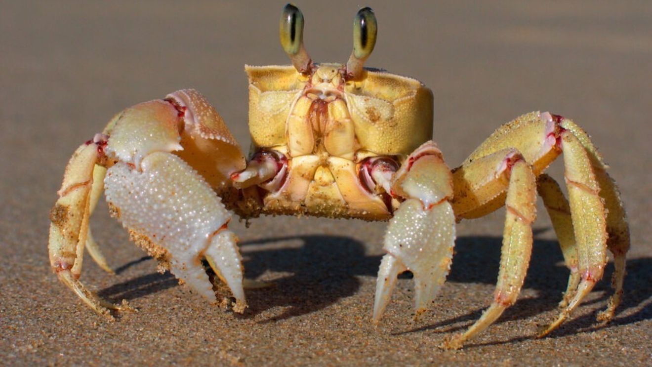 O nouă specie de crustaceu, botezată după personajul Darth Vader din „Războiul Stelelor” / Descoperirea a fost făcută în Vietnam, unde izopodele gigantice au devenit o delicatesă scumpă 