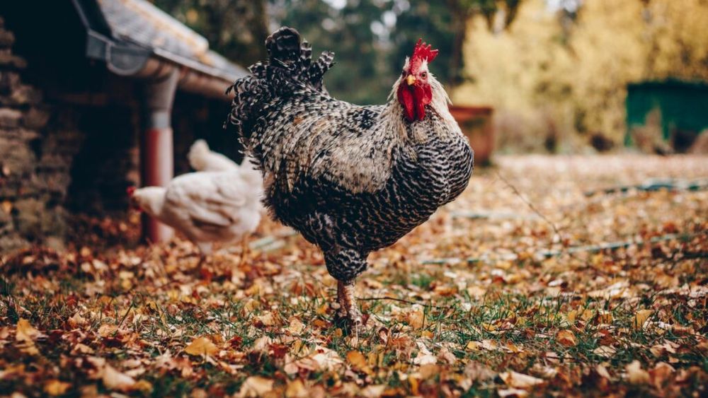 Crescătorii de păsări din România solicită autorităţilor interzicerea unilaterală a importurilor de produse avicole din Ucraina, pe modelul altor state membre din vecinătatea acestei ţări