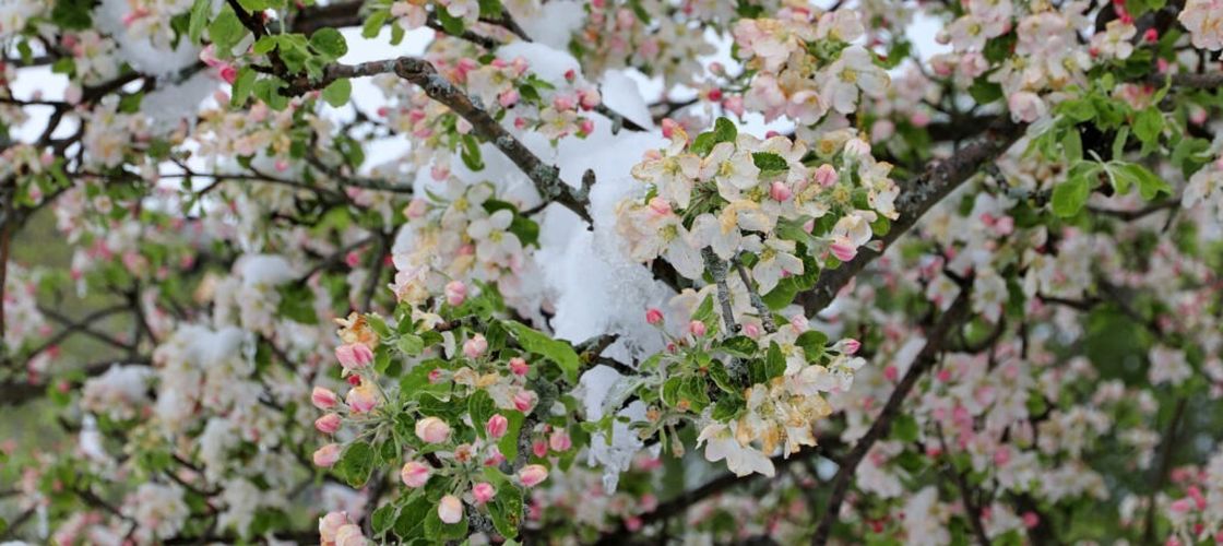 Pomicultorii din Bistrița-Năsăud primesc despăgubiri de aproape 690.000 de euro pentru pagubele provocate de îngheț