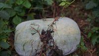 Pepenele de iarnă care poate ajunge la 20 de kilograme și se păstrează luni întregi fără frigider / „Uriașul” cultivat la Buzău
