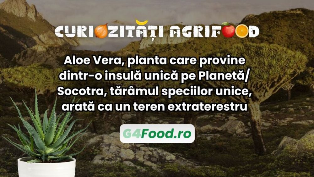 Curiozitate agri-food: Aloe Vera, planta care provine dintr-o insulă unică pe Planetă/ Socotra, tărâmul speciilor unice, arată ca un teren extraterestru