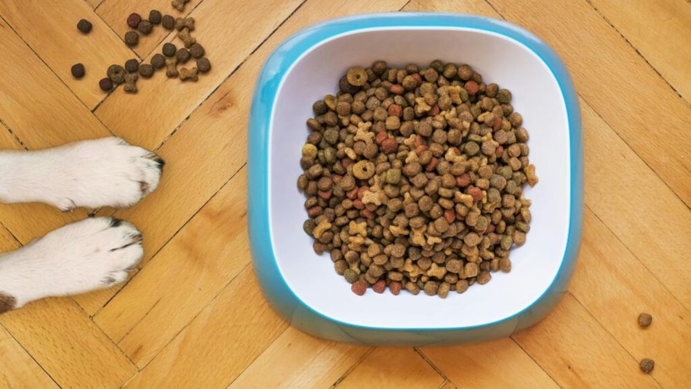 Ce se găsește, de fapt, în hrana pentru câini? Organizația Consumer Reports a analizat 58 de produse
