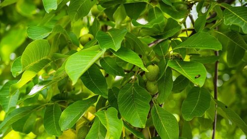 Mureş: Pierderi masive la recolta de nuci din judeţ; producţii compromise între 50-80% / De vină este înghețul târziu din luna mai