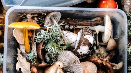 Expoziție inedită la Iași: Ciuperci comestibile și toxice, expuse la Grădina Botanică „Anastasie Fătu” / Printre specii se va număra și Amanita phalloides, cunoscută sub numele de „buretele viperei”, considerată cea mai periculoasă ciupercă din România