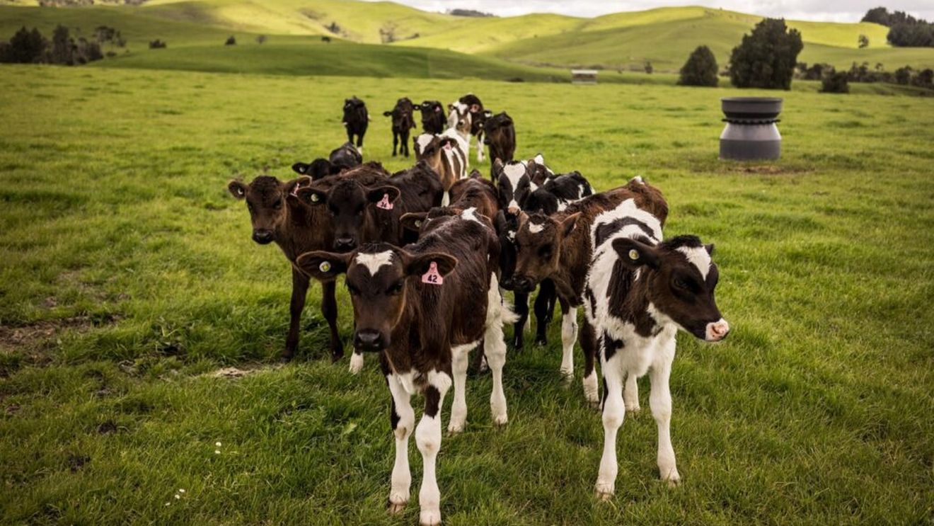 Producția de carne roșie din Australia atinge maxime istorice în 2025/ 8,88 milioane de capete procesate și o producție de 2,75 milioane de tone de carne de vită