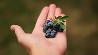 Ai colesterolul mărit? Fructul pe care cardiologii îl recomandă în locul dulciurilor / Conține mai puțin zahăr decât multe alte fructe, c