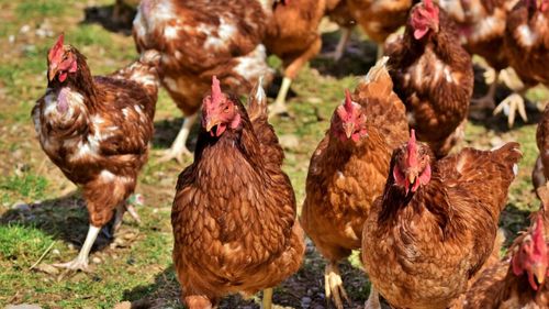 Hormonii și antibioticele în carne: ”Nivelurile de reziduuri în animalele de fermă și în alimente de origine animală rămân scăzute în Uniunea Europeană”, raport EFSA / Utilizarea hormonilor este interzisă