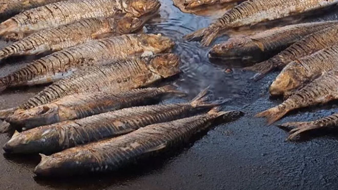 Festivalul scrumbiei albastre a deschis sezonul turistic la Sulina/ Participanții au degustat scrumbii, mici și prăjituri preparate după rețete locale