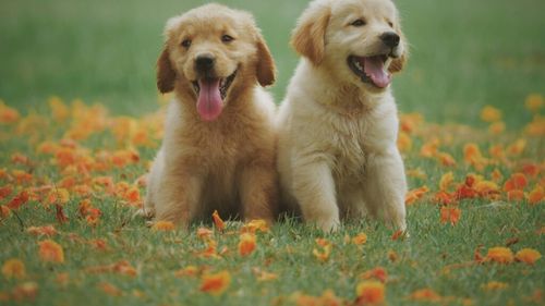 Cele mai bune aplicații pentru hrănirea animalelor de companie