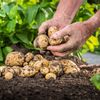 Harghita: Peste 400 de fermieri au cerut ajutorul de minimis pentru cartofi, pentru aproape 1.300 de hectare