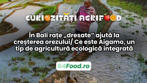 Curiozități agrifood - 15 mai | În Bali rațe „dresate” ajută la creșterea orezului/ Ce este Aigamo, un tip de agricultură ecologică integrată