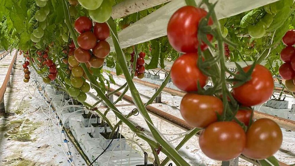 Cultivatorii de legume în spații protejate (sere și solare) din Ucraina urmăresc să revină la nivelurile de producție de dinainte de război