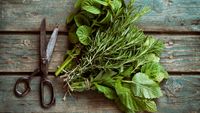 Planta aromatică asociată cu o memorie mai bună și un risc mai mic de declin cognitiv / Cercetătorii studiază potențialul său în boala Alzheimer