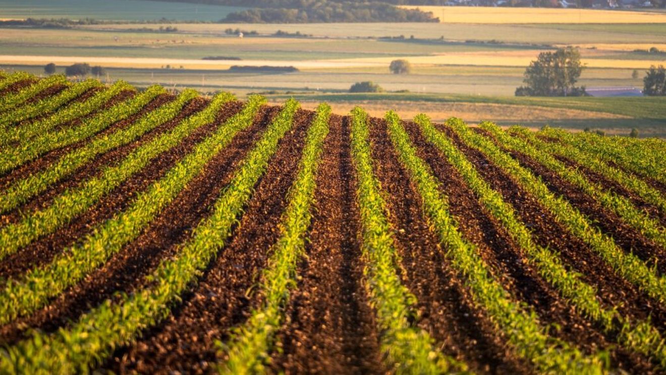 Preţul mediu al unui hectar de teren arabil în România, în creștere: 41.624 lei/ha în 2023, mai mult cu 4,8% faţă de 2022