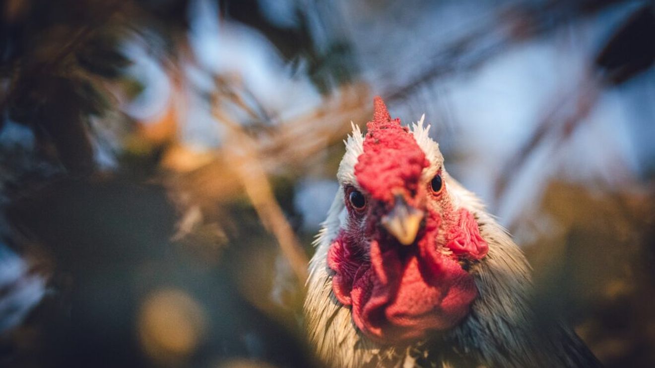 Primul deces uman cauzat de virusul gripei aviare H5N5 înregistrat în SUA