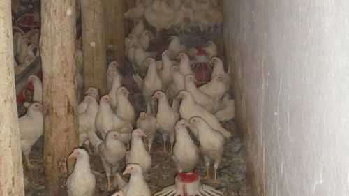 Bacteria Campylobacter, cea mai frecventă cauză a toxiinfecțiilor alimentare din Uniunea Europeană; Salmonella a provocat însă apariția celor mai multe focare ( vezi în text definiția focarului )