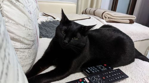 La vârsta de 1 an, pisoiul meu a fost diagnosticat cu insuficiență renală și i s-au dat 3-4 ani de viață, maxim. Acum Pisoc are 12 ani / Iată cum l-am îngrijit și ce mănâncă