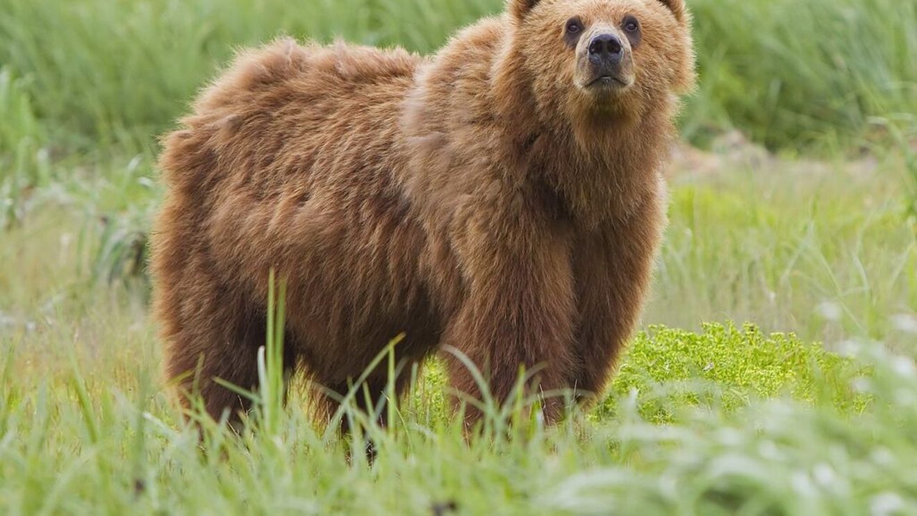 Urșii din România revin în vizorul vânătorilor. Ce arată cel mai recent studiu?