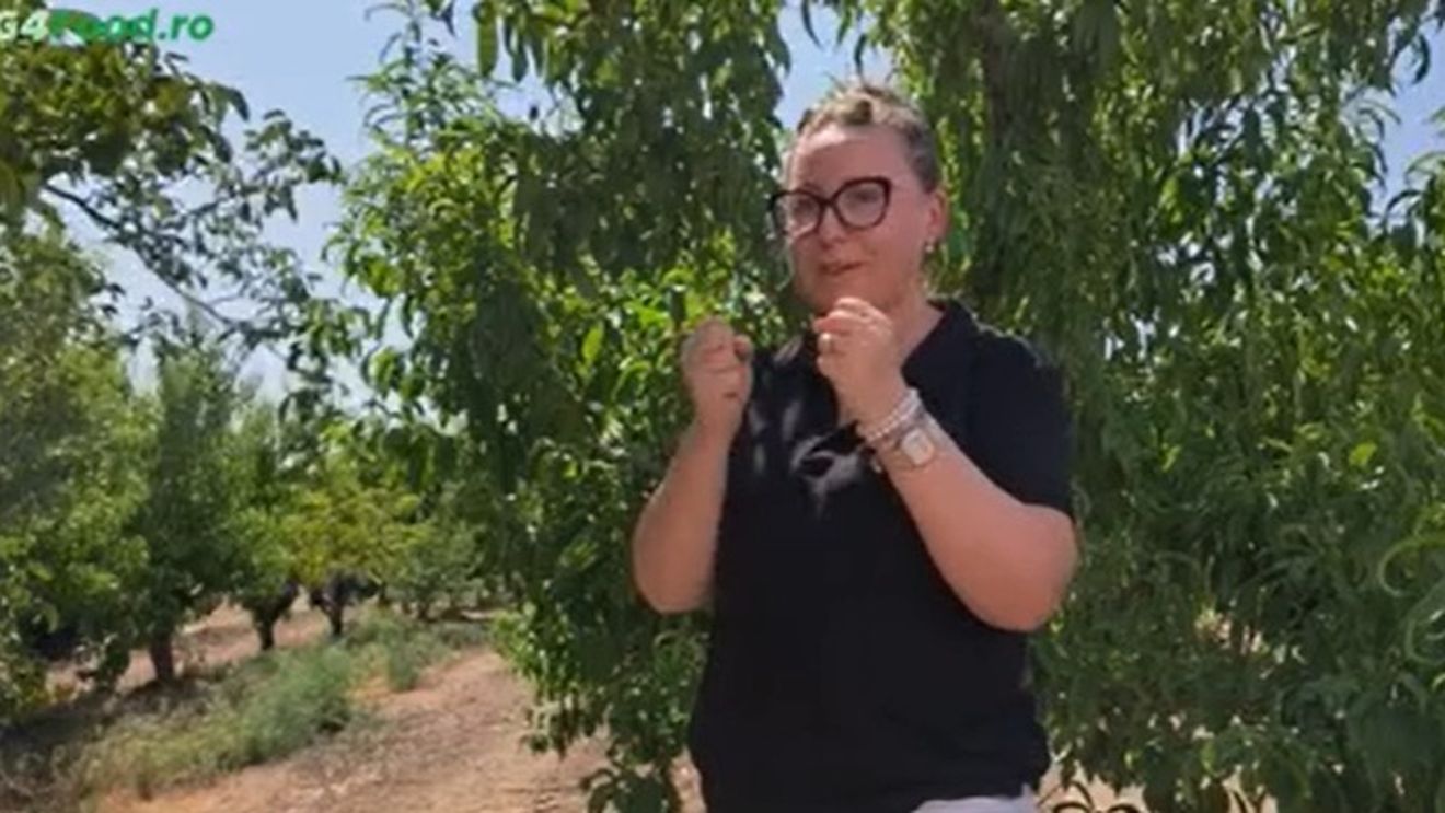 VIDEO | De la Sarmale la Tapas | Mirosul de pătrunjel o întoarce în copilărie pe Anamaria Tifu, fermieră în Lleida/ „Mă duce direct în ziua aia când miroseau așa și mâinile mamei și mâncarea, ciorba, tocănița”