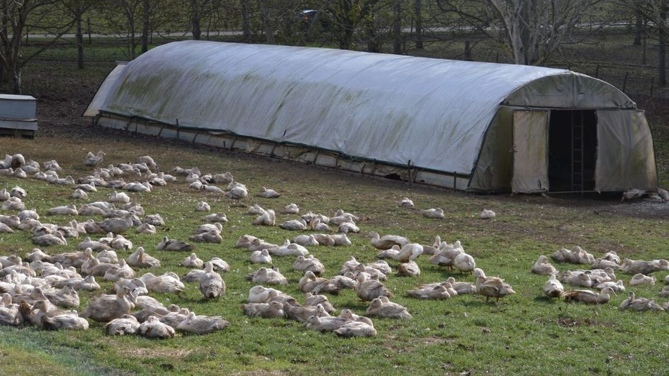 Din cauza gripei aviare, Franța decide sacrificarea a 600.000 de rațe; producția de foie gras puternic afectată; epidemia a ajuns și pe teritoriul Ungariei