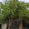 FOTO-VIDEO | Cum să ai rodii proaspete acasă. Cultivă-le într-un ghiveci și vor da un aer exotic terasei sau apartamentului