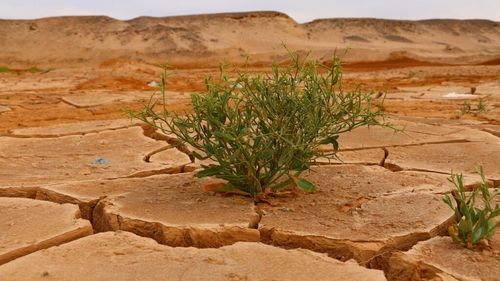 România se „usucă”: 10% din terenul arabil, amenințat de deșertificare, din cauza schimbărilor climatice