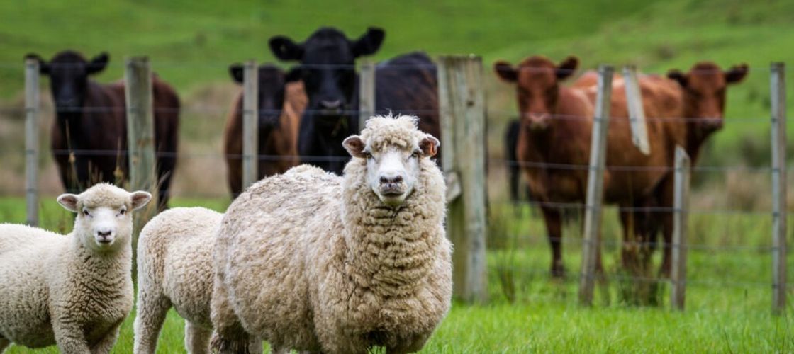 Alertă sanitară în Mureș: Aproape 700 de oi au fost sacrificate din cauza variolei ovine