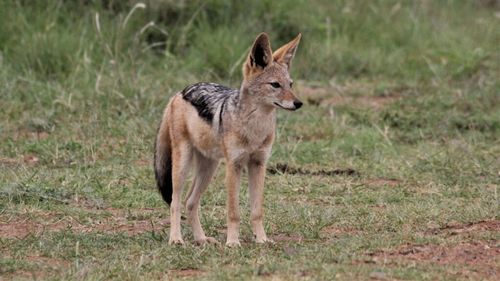 Invazie de şacali în Vaslui: Autorităţile estimează un efectiv de peste 400 de animale / Au existat cazuri în care au fost atacate animale din gospodării sau din ferme