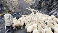 Omul care străbate lumea în căutarea brânzeturilor rare. Trevor Warmedahl a plecat să trăiască printre ciobani și să testeze cele mai neobișnuite gusturi de brânză. Ultima pe lista sa, o brânză maturată în piele cu blană de capră