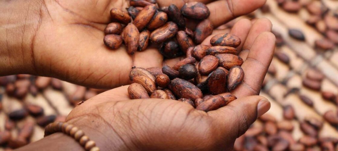 8 tone de cocaină descoperite în Germania/ Marfa ilegală, evaluată la jumătate de miliard de euro, era ascunsă în saci cu boabe de cacao 