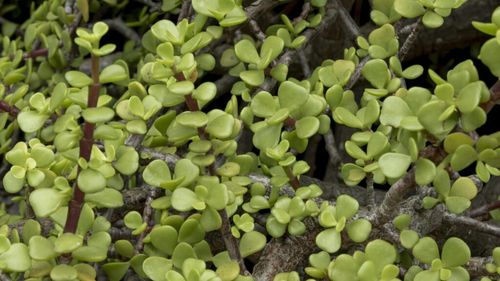 Cum faci un pesto de iarbă grasă? Tot ce nu știai despre Portulaca, pe care toți o iau drept buruiană, o elimină din grădină și o aruncă deși e plină de proprietăți