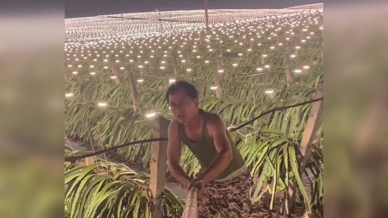 VIDEO Zeci de mii de lumini artificiale, folosite pentru a crește mai repede fructul dragonului în China