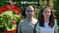 VIDEO | Din grija pentru copii, au înființat o plantație de zmeură / Povestea familiei Ninaci și drumul de la primele rânduri la producția pentru piață / Norbert: „Aveam deja doi copii mici și ne gândeam ce putem face pentru a pune produse mai sănătoase pe masă”