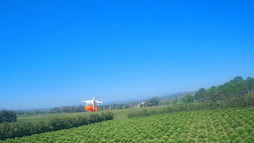 Fără insecticide și pesticide: O podgorie din Africa de Sud lansează viespi prădătoare din drone pentru a-și proteja strugurii de insecte și o boală periculoasă