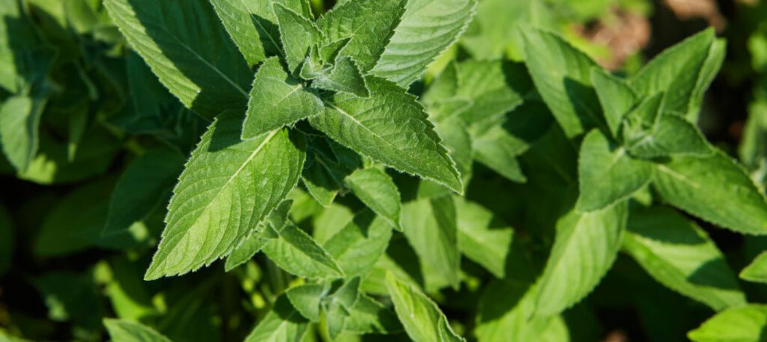 Menta cu aromă de ciocolată, vanilie și cuișoare, cultivată la Buzău. Cercetătorii văd un potențial pentru o nouă cultură de nișă: „E o premieră”