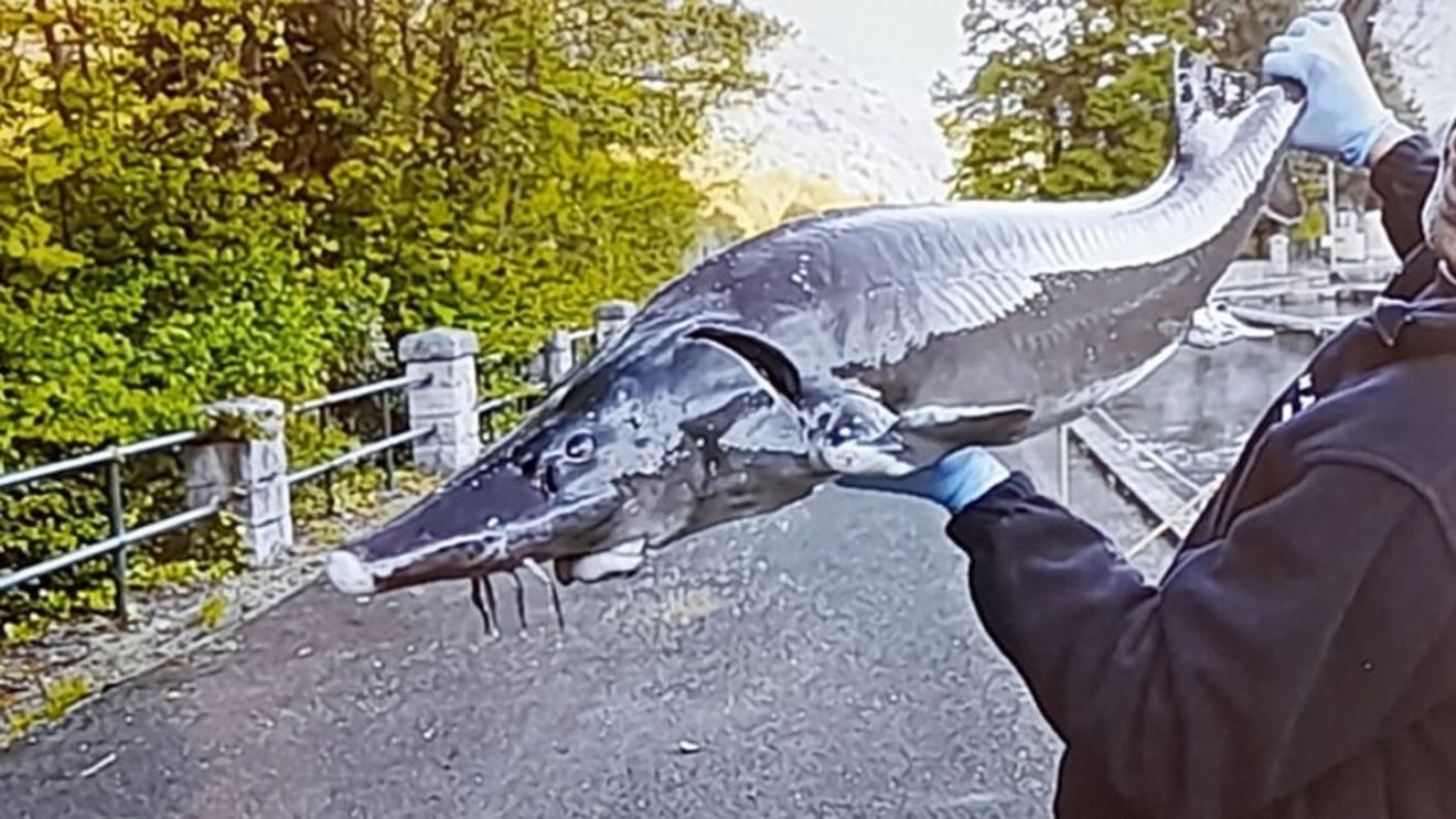 Poliţiştii de frontieră au descoperit opt sturioni şi un delfin, prinşi în plase de pescuit / Aceştia au fost eliberaţi în mediul natural