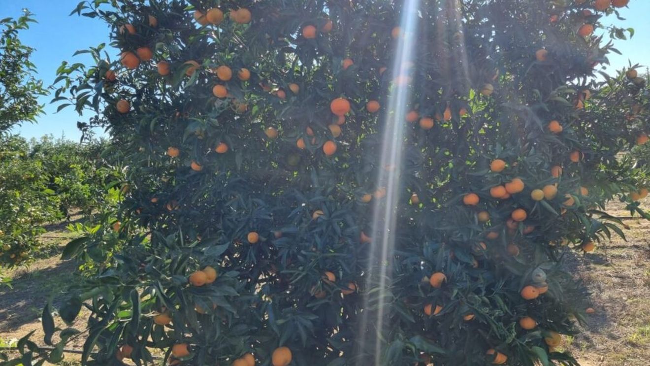 Calea mandarinelor grecești: culese din livezile din Missolonghi și Patras, fructele sunt transportate cu camioanele în piețele de gros din București