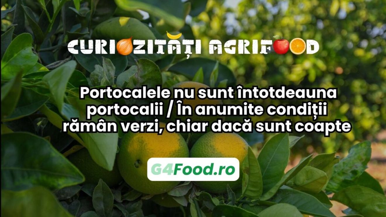 Curiozități agri-food 05 februarie: Portocalele nu sunt întotdeauna portocalii / În anumite condiții rămân verzi, chiar dacă sunt coapte
