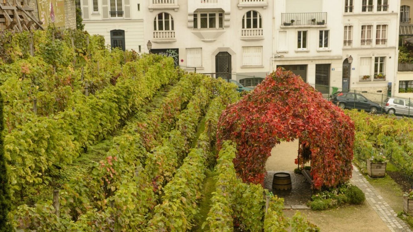 Podgoria secretă din Franța. Nu e nici în Bordeaux și nici în Burgundia. Este chiar în mijlocul Parisului, în faimosul cartier Montmartre / Vinul este vândut în principal la licitație, iar banii sunt folosiți în scopuri caritabile