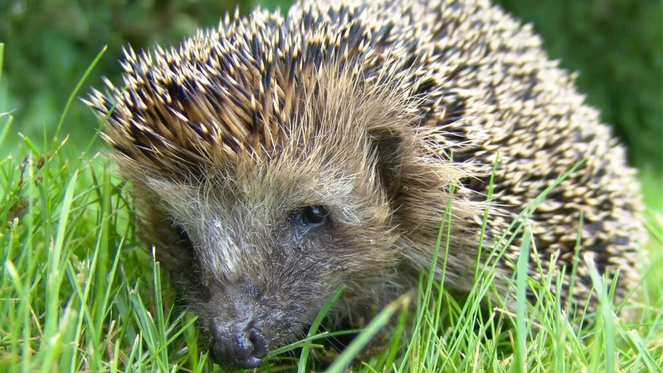 Ariciul, aliatul discret al grădinii moderne / Cum protejează culturile și reduce dăunătorii din grădină, dar este tot mai rar în Europa