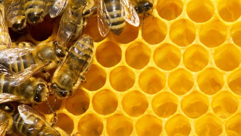 Cine e alergic la înțepătura de albine poate consuma miere, propolis, polen sau lăptișor de matcă?