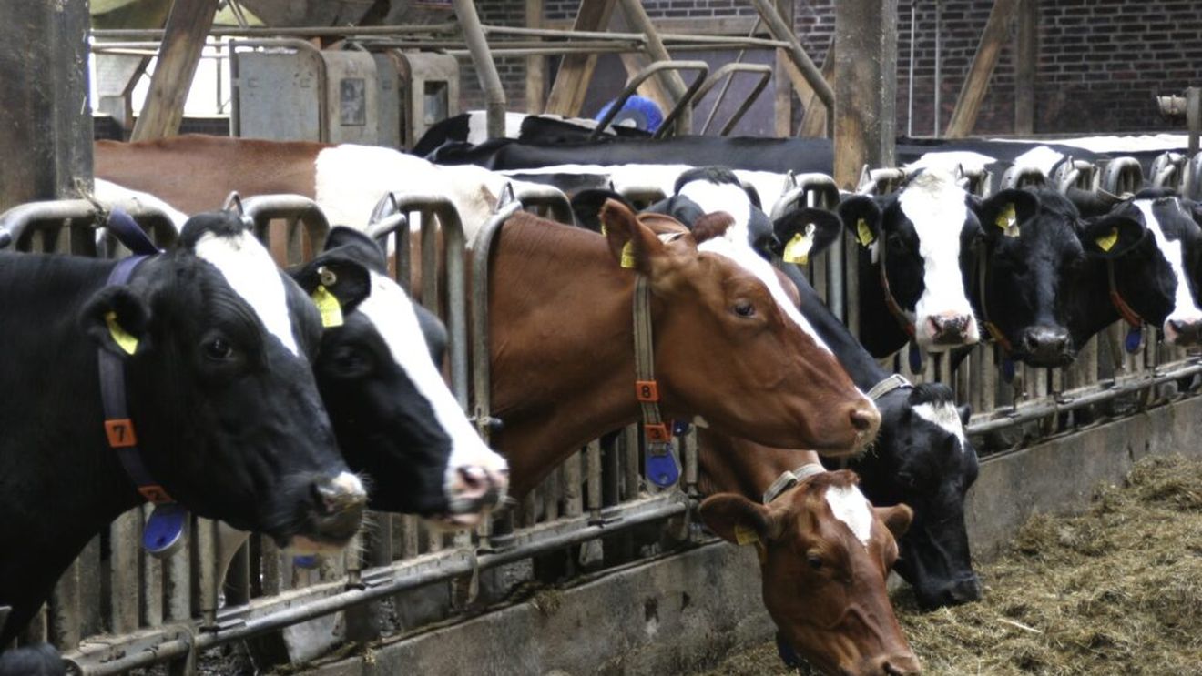 APIA: Fermierii pot depune Cererea de Plată pentru intervenţiile aferente sectoarelor vegetal şi zootehnic în anul 2024, între 4 aprilie – 7 iunie