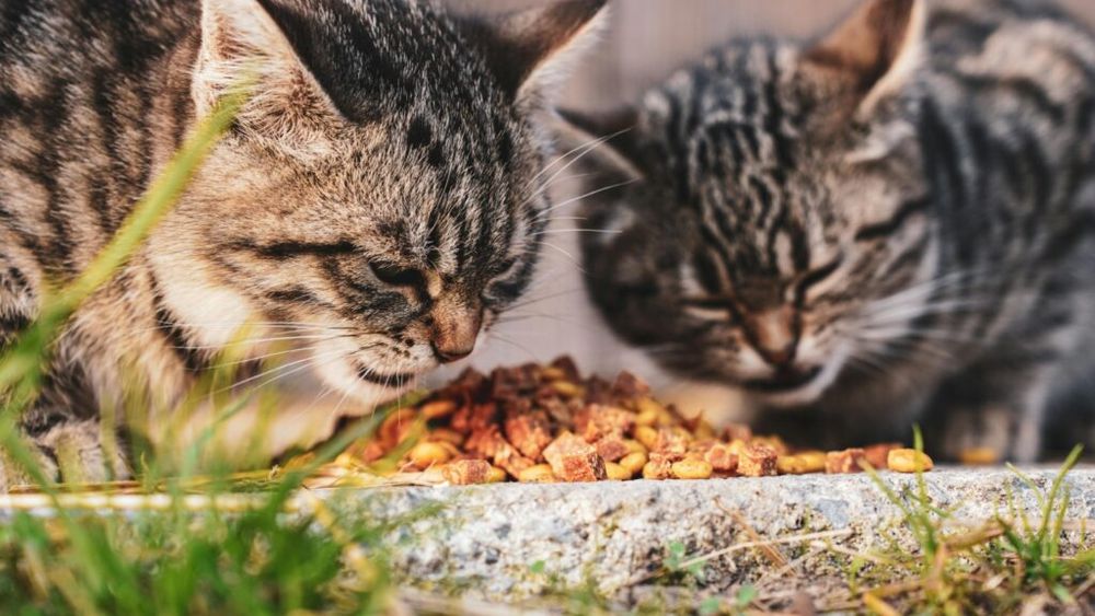 Producătorul de arome Givaudan se gândeşte să intre pe piaţa de hrană pentru animale de companie