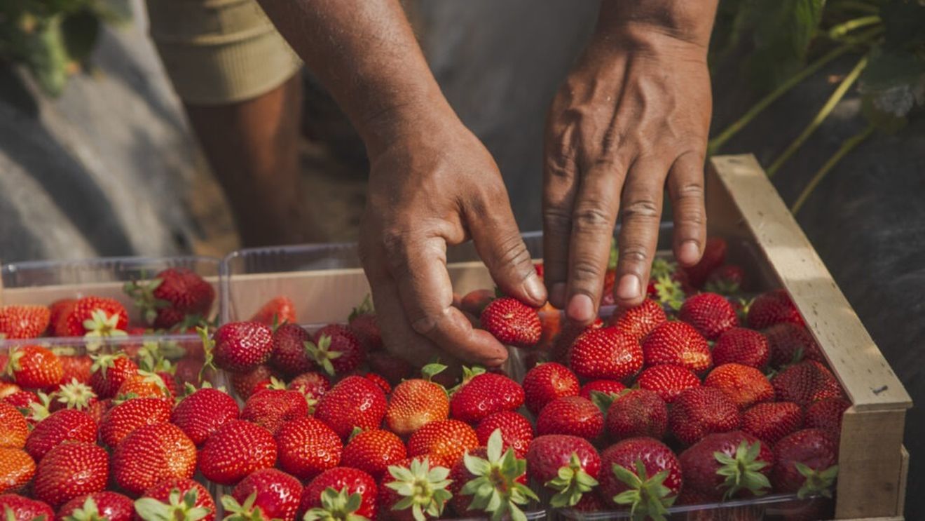 Căpșune din Grecia, retrase de pe piață de inspectorii sanitari veterinari români, din cauză că au fost depistate cu un pesticid neaprobat, numit karanjin