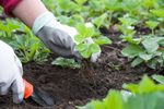 8 trucuri de grădinărit populare care pot face mai mult rău decât bine plantelor / Expert: „Dacă este folosit în exces, zațul de cafea poate scădea pH-ul solului”